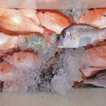 How To Catch the Best Bait for Grouper and Snapper
