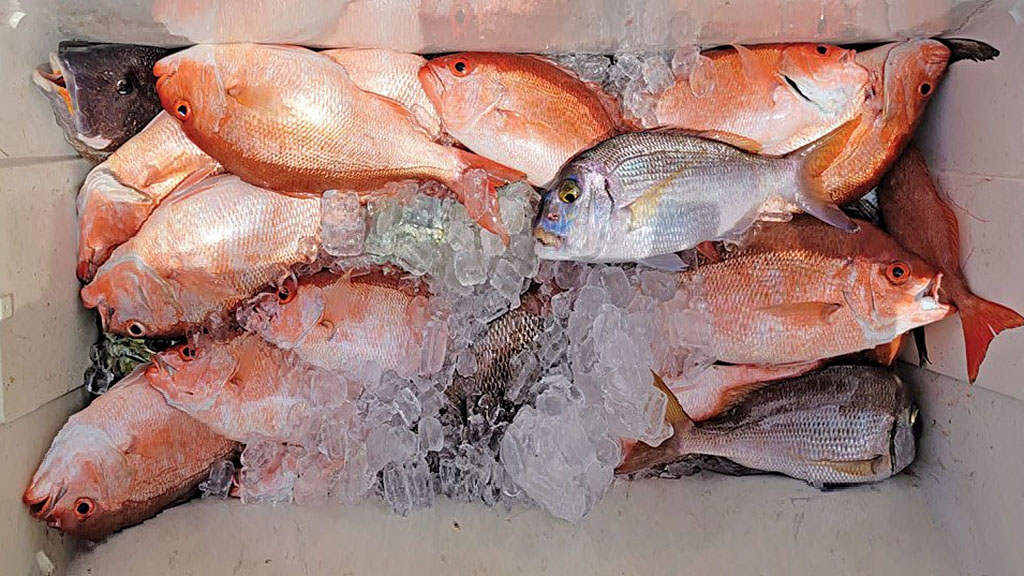 How To Catch the Best Bait for Grouper and Snapper
