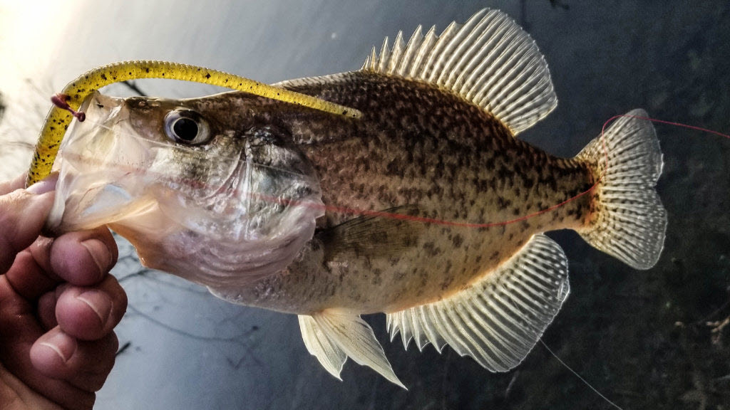 Black Crappie caught with a Circle Hook rigged with a plastic worm