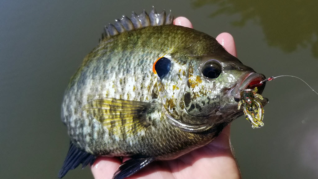 Redear Sunfish caught with a #6 Barefoot Circle Hook Chin Weight