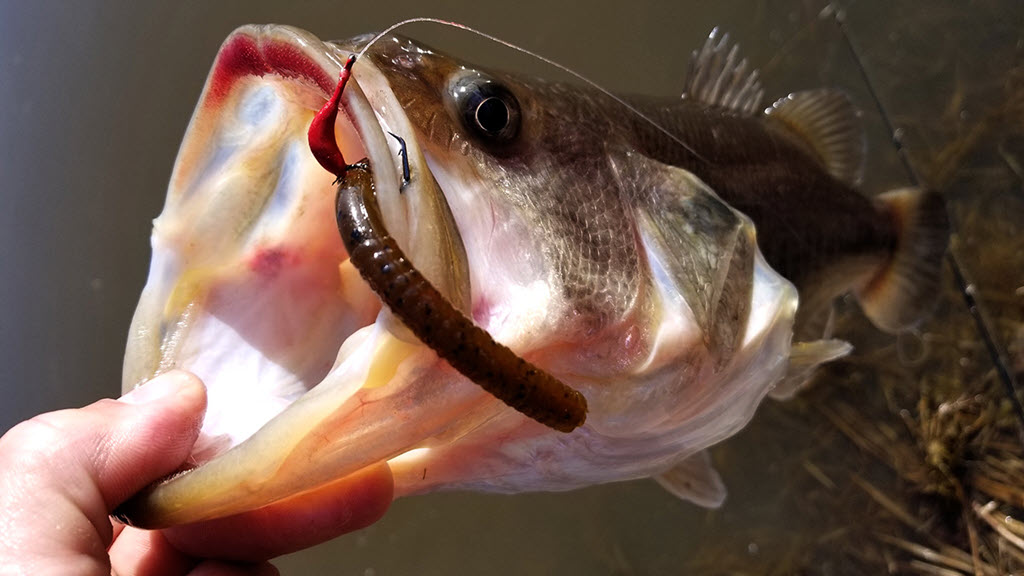 Largemouth Bass caught on a Circle Hook