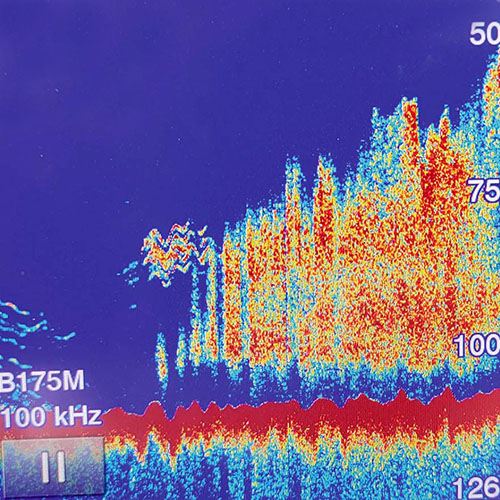 Find the Bait - Find the Fish - Beeliners & Vermillion Snapper Stacked Up on the radar