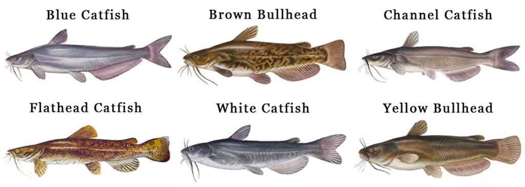 Types of Catfish that can be caught with the Barefoot Catfish Circle Hook Jig