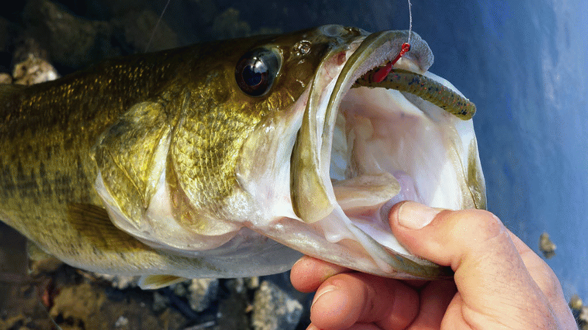 Large mouth Freshwater fish - bass, trout and crappie