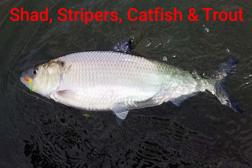 Fishing for Shad, Stripers, Catfish & Trout in the Month of March