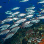 Don’t go “Bottom Fishing”… Go GROUPER Fishing!