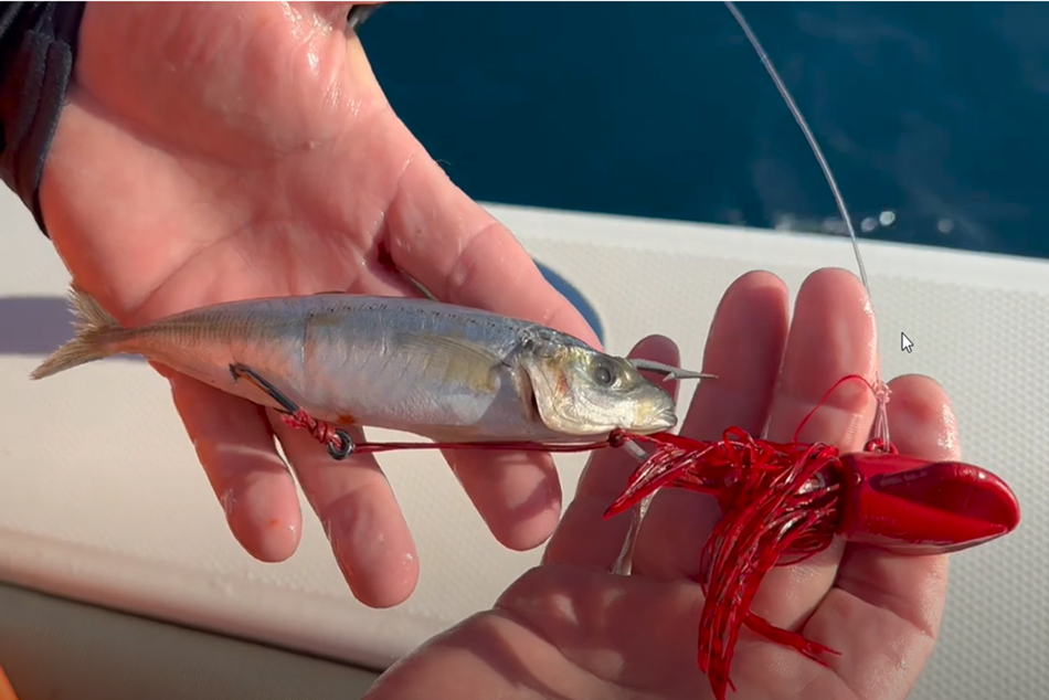 How to Rig a Crab Decoy Jig with Live and Frozen Cigar Minnows