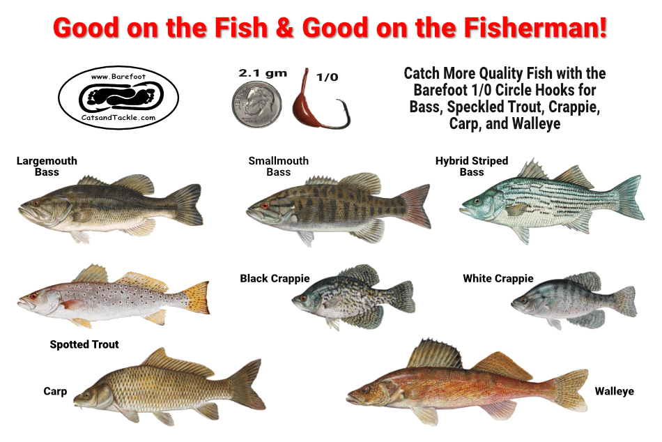 1/0 Circle Hooks For Bass & Larger Freshwater Fish