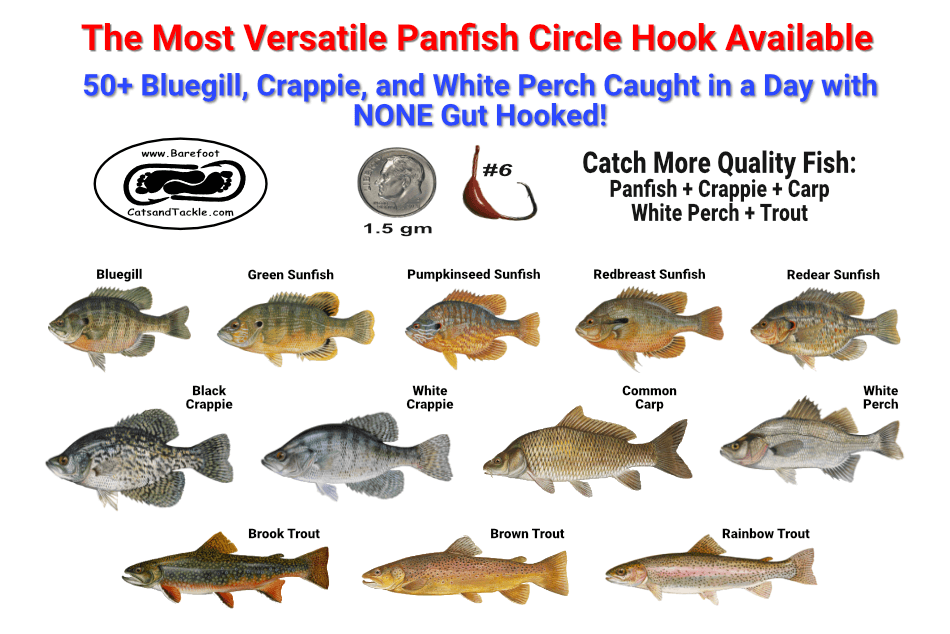 Circle Hooks For Bluegill - 50+ Caught - 0 Were Gut-hooked!