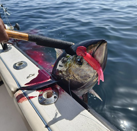 Yellowfin Tuna caught with a 4 oz Barefoot Squid Decoy Jig