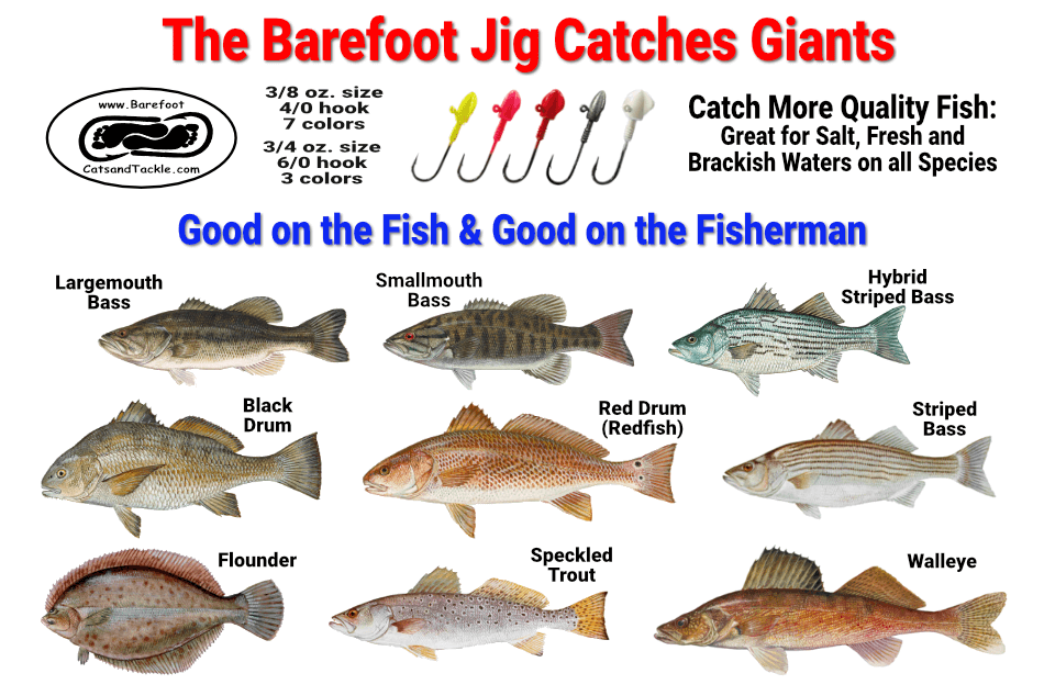 The Barefoot Jig is the Most Versatile Rig on the market for Striped Bass, Drum, Flounder and Speckled Trout