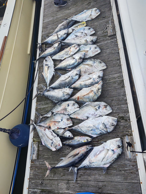 The African Pompano Haul