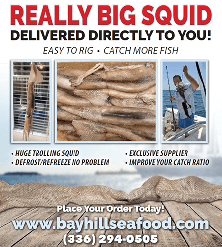 Bay Hill Seafood Sales - Really Big Squid delivered to your door