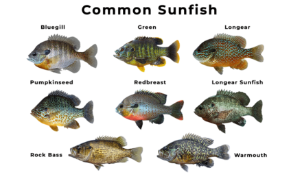 How to Tell the Difference Between Sunfish