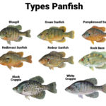 How to Catch Panfish: Tips and Techniques for Anglers