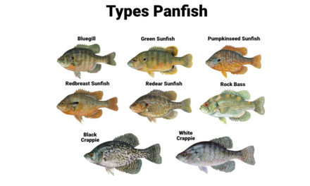 How to Catch Panfish: Tips and Techniques for Anglers