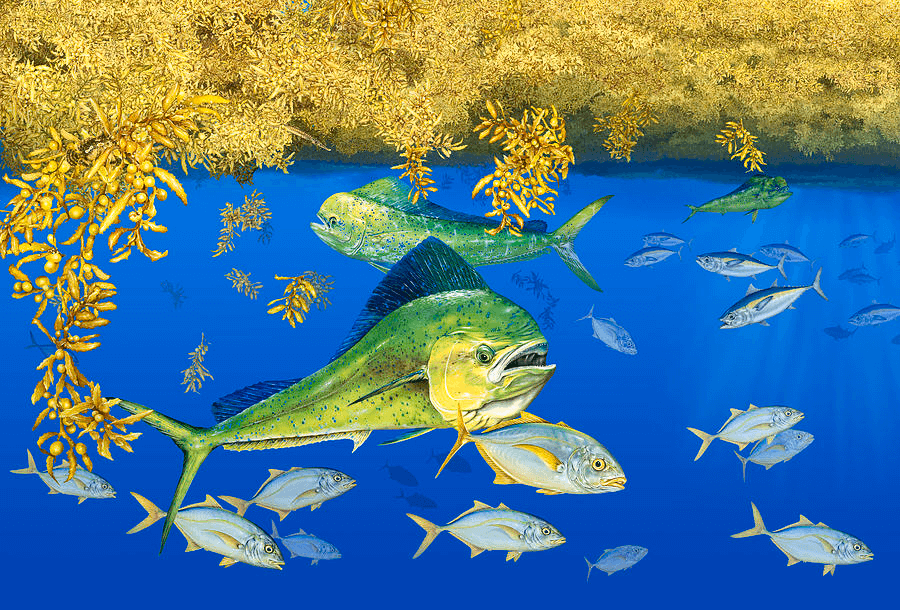 Dolphinfish under Sargassum is a painting by Dawn Witherington