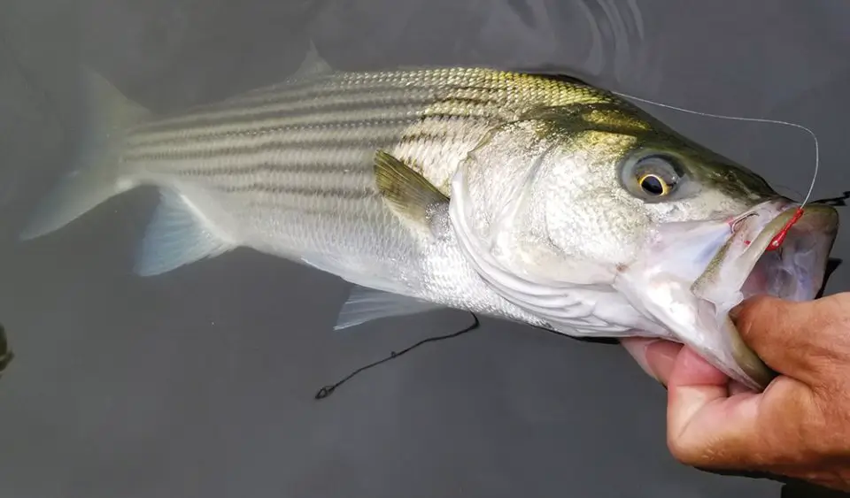 Striped Bass caught with a barbless Barefoot Circle Hook Chin weight