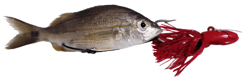 Barefoot Crab Decoy Jig Rigged With a Pinfish