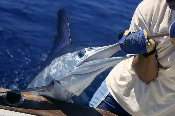 Over the Rail Sailfish AS17704974
