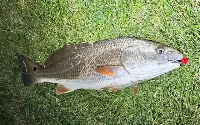 redfish caught under lights using the Barefoot Jig